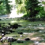 Wildwood River Camp
