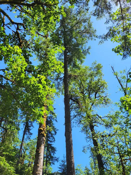 Collins Campground Picture 9