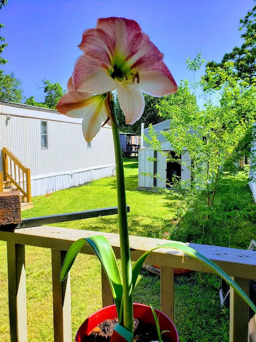Primrose Lane MH & RV Park Picture 8