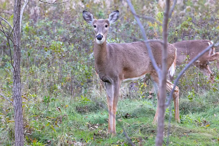 Sanders Park Campground Picture 4