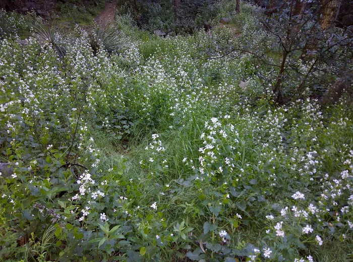 Devore Trail Camp Picture 7