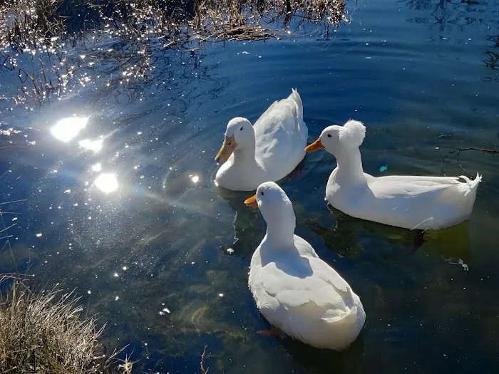 Cosmic Duck RV Park Picture 2