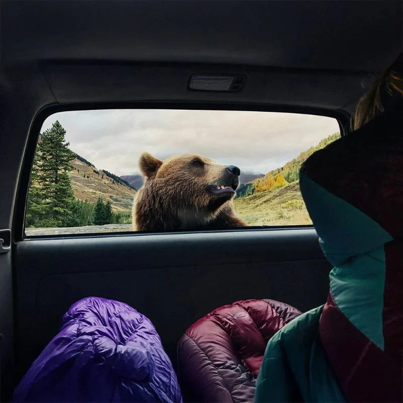 Tips for Camping in Bear Country