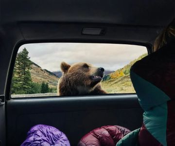 Tips for Camping in Bear Country