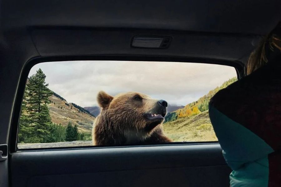 Tips for Camping in Bear Country