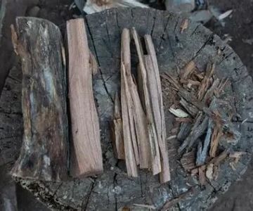 Best Wood Types for a Long-Lasting Campfire