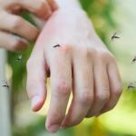 How to Keep Bugs Away Without Chemicals – Natural & Effective Tips