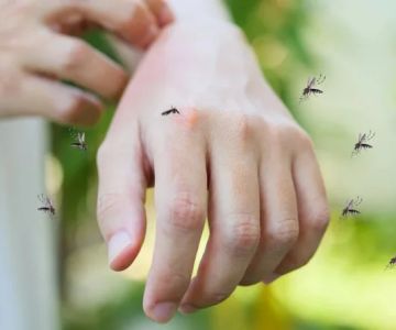 How to Keep Bugs Away Without Chemicals – Natural & Effective Tips