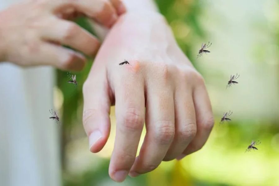 How to Keep Bugs Away Without Chemicals – Natural & Effective Tips