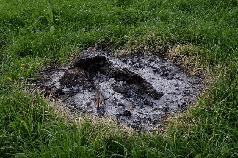 How to Use Campfire Ash in Gardening for Soil Health and Pest Control