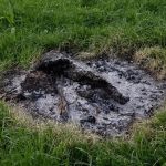 How to Use Campfire Ash in Gardening for Soil Health and Pest Control