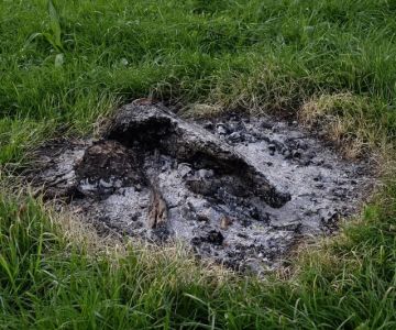 How to Use Campfire Ash in Gardening for Soil Health and Pest Control