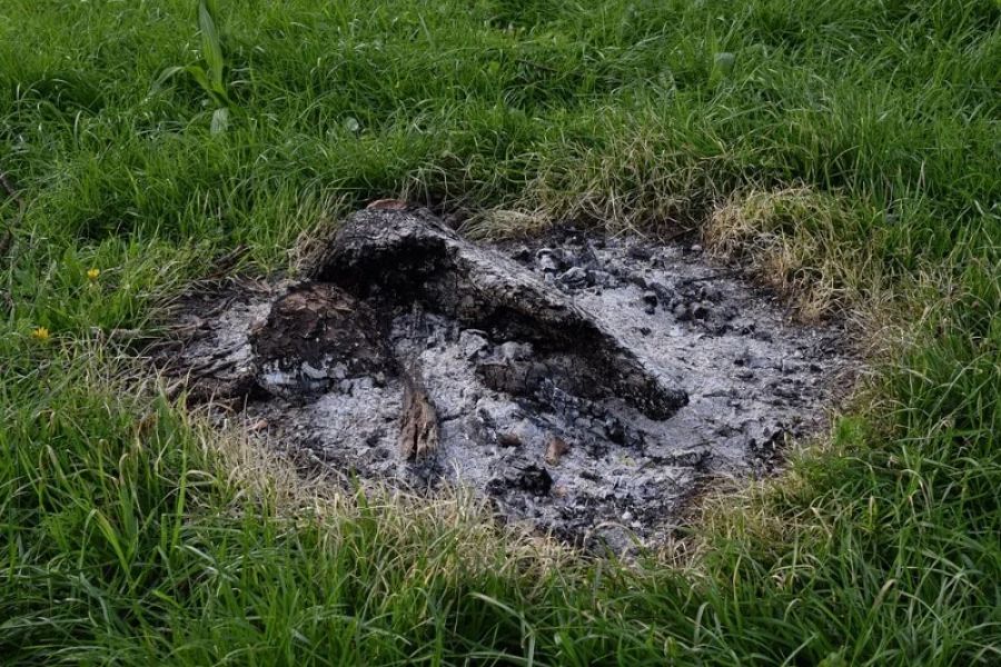 How to Use Campfire Ash in Gardening for Soil Health and Pest Control