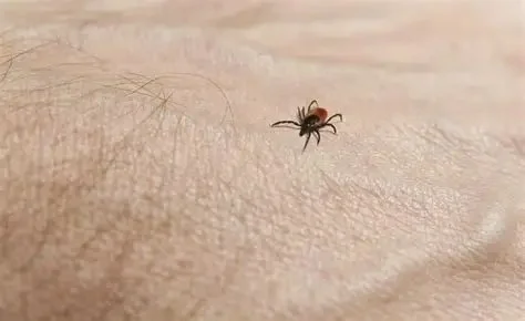 How to Use Campfire Smoke to Keep Ticks Away: Natural Tick Repellent Tips