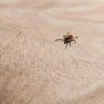 How to Use Campfire Smoke to Keep Ticks Away: Natural Tick Repellent Tips
