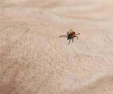 How to Use Campfire Smoke to Keep Ticks Away: Natural Tick Repellent Tips