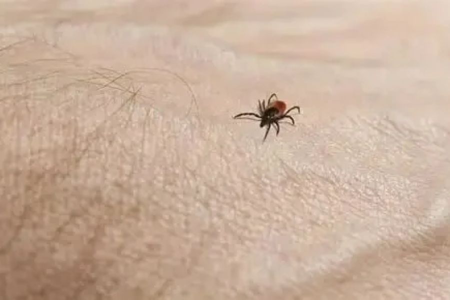 How to Use Campfire Smoke to Keep Ticks Away: Natural Tick Repellent Tips