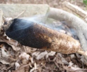 How to Use Campfire Smoke to Repel Insects Naturally