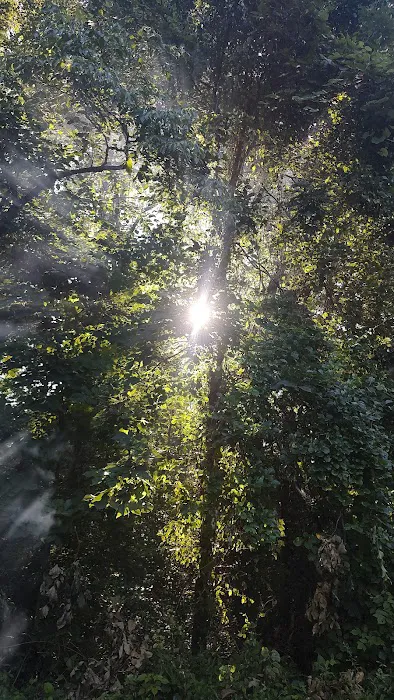Hocking hills campground. Site #87 Picture 4