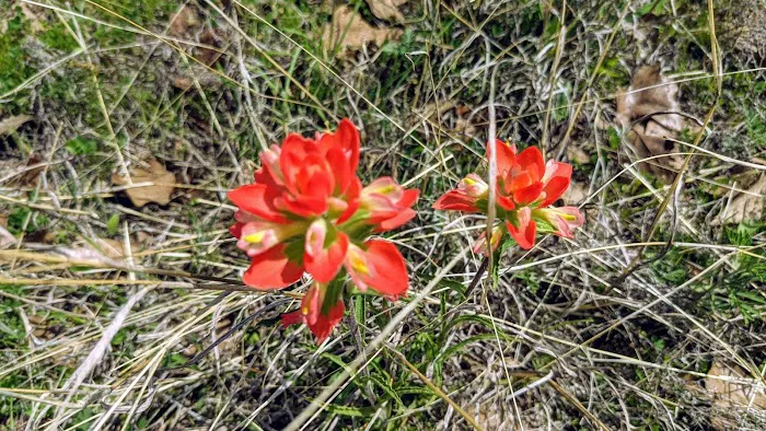 LBJ Grasslands Picture 1