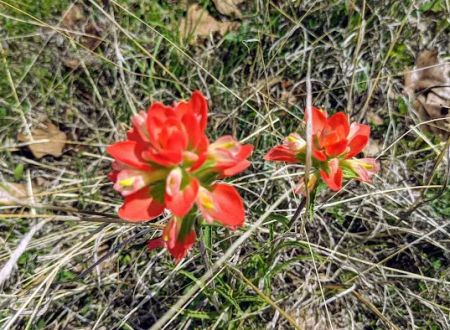 LBJ Grasslands
