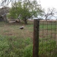 Everfree Shire Ranch ico