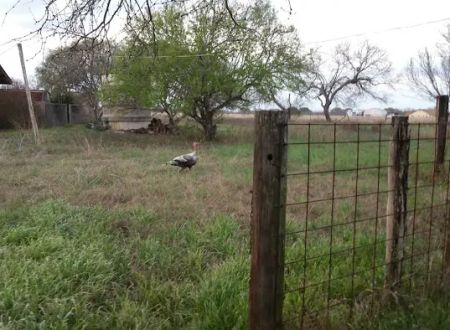 Everfree Shire Ranch