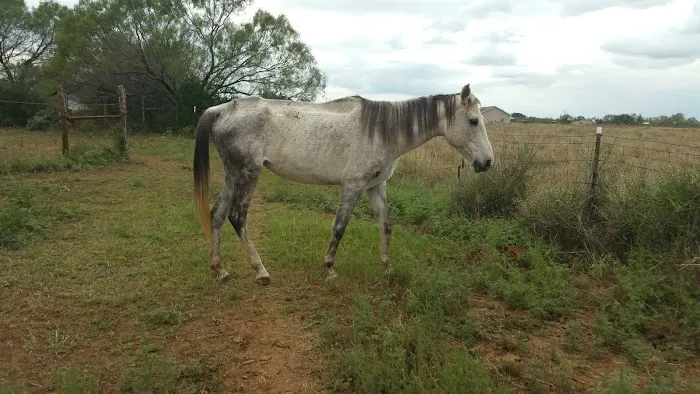 Everfree Shire Ranch Picture 7