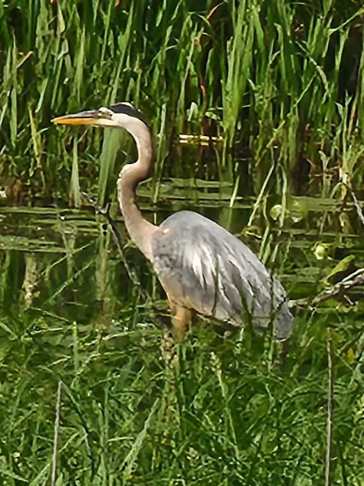 Wood River campground Picture 2