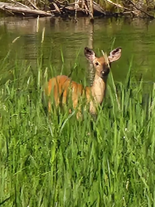 Wood River campground Picture 1