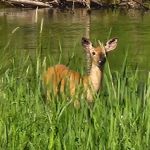 Wood River campground