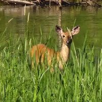 Wood River campground ico