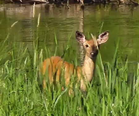 Wood River campground