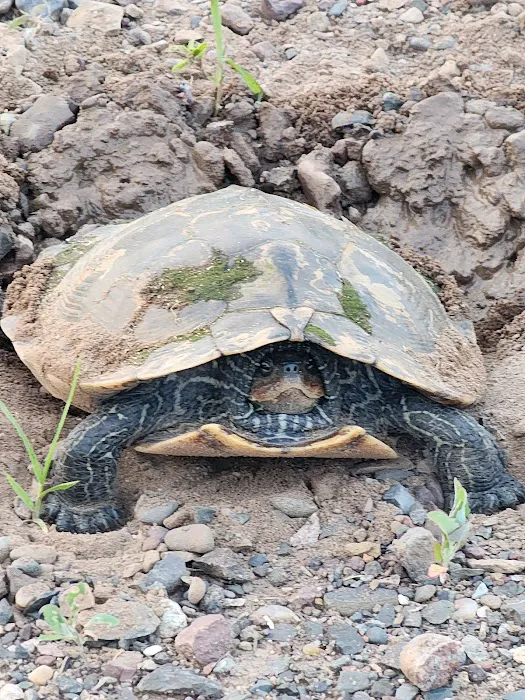 Wood River campground Picture 3