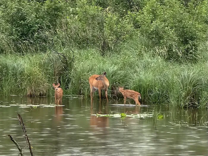 Wood River campground Picture 4