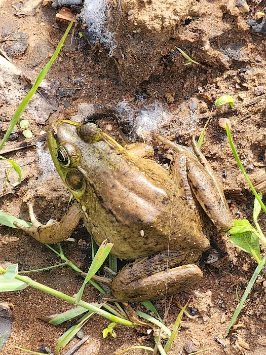 Wood River campground Picture 6