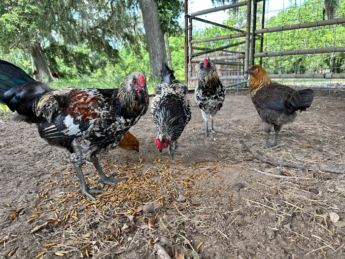 Gray Oaks Ranch Picture 8