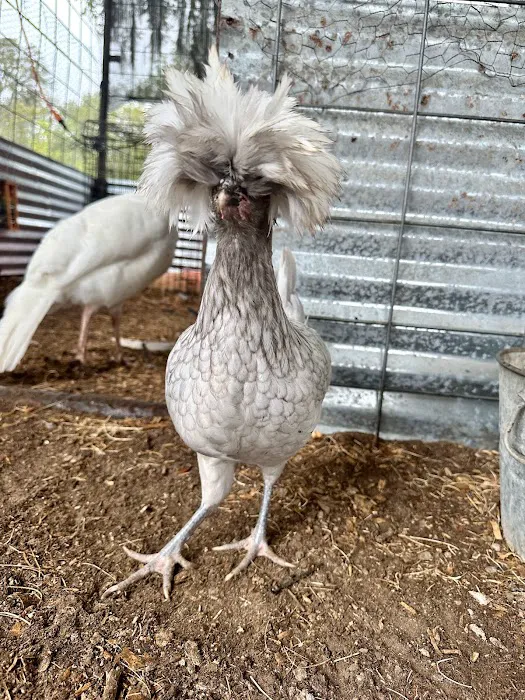 Gray Oaks Ranch Picture 7