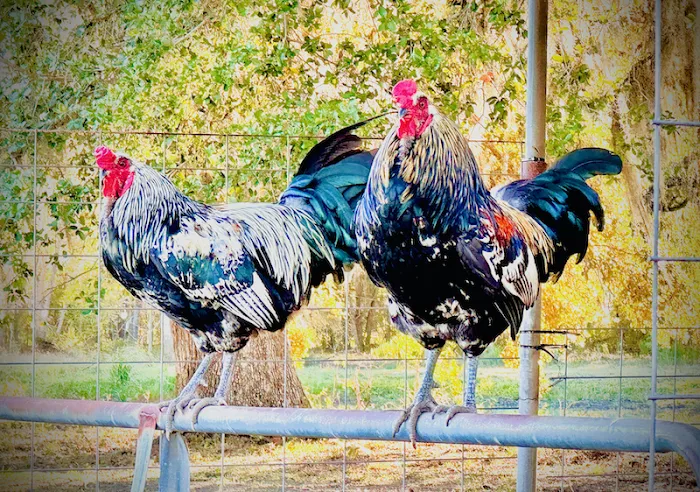 Gray Oaks Ranch Picture 10