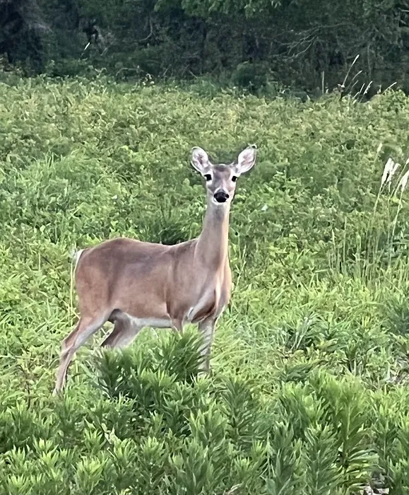 Country Aire RV Park Picture 3