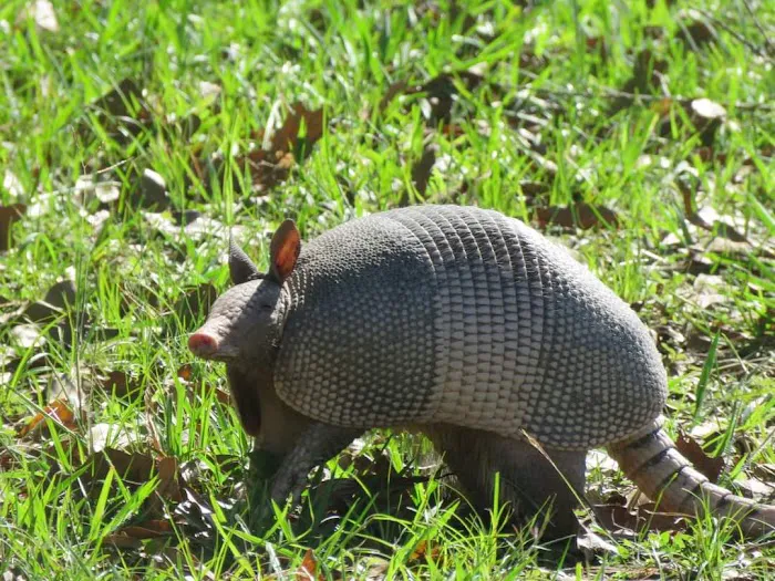 Texana Park and Campground Picture 4