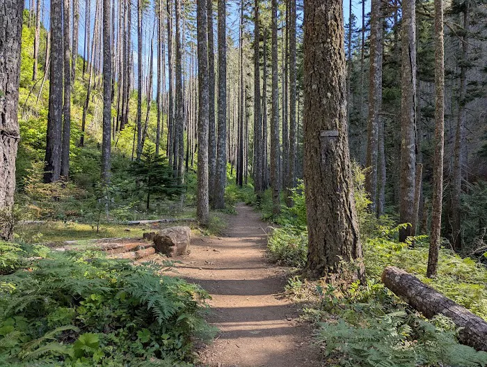 Wy'East Campsite Picture 1