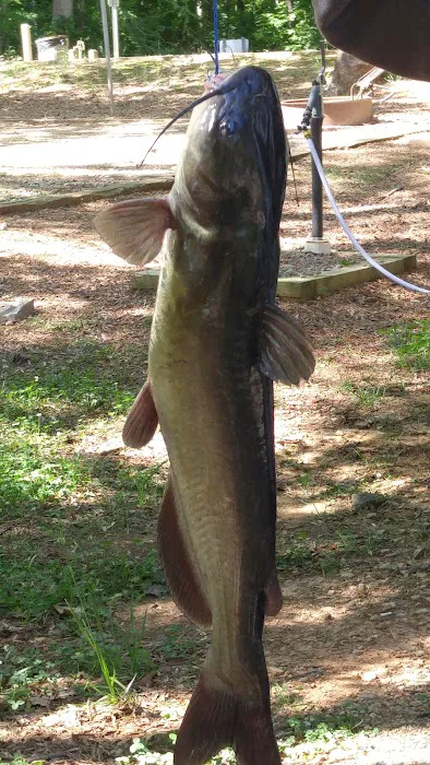 Nutbush Bridge Campground Picture 2