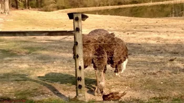 Rock Ridge Campground Picture 1