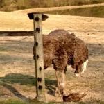 Rock Ridge Campground