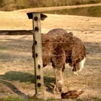 Rock Ridge Campground ico