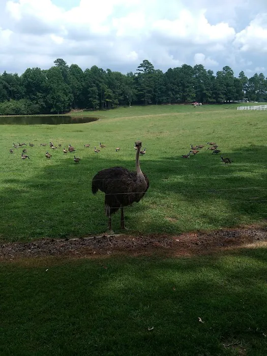 Rock Ridge Campground Picture 8