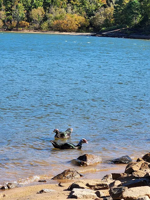 J C Cooper Campground Picture 8