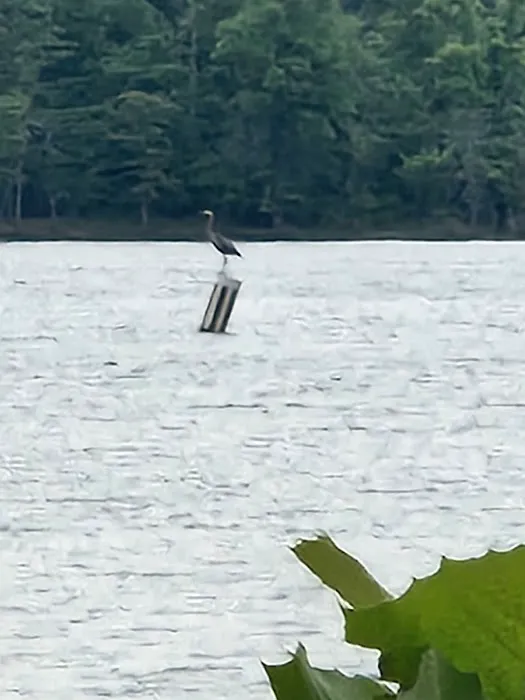 Hibernia Campground - Area 2 Picture 3