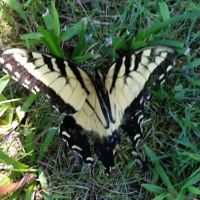 US Ranger Station ico